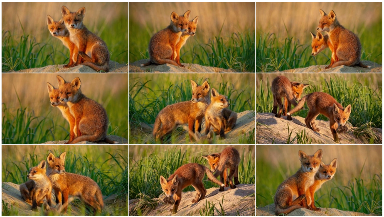 A grid of photos showing fox kits learning and playing together in natural grass habitat, illustrating collaborative growth and development.