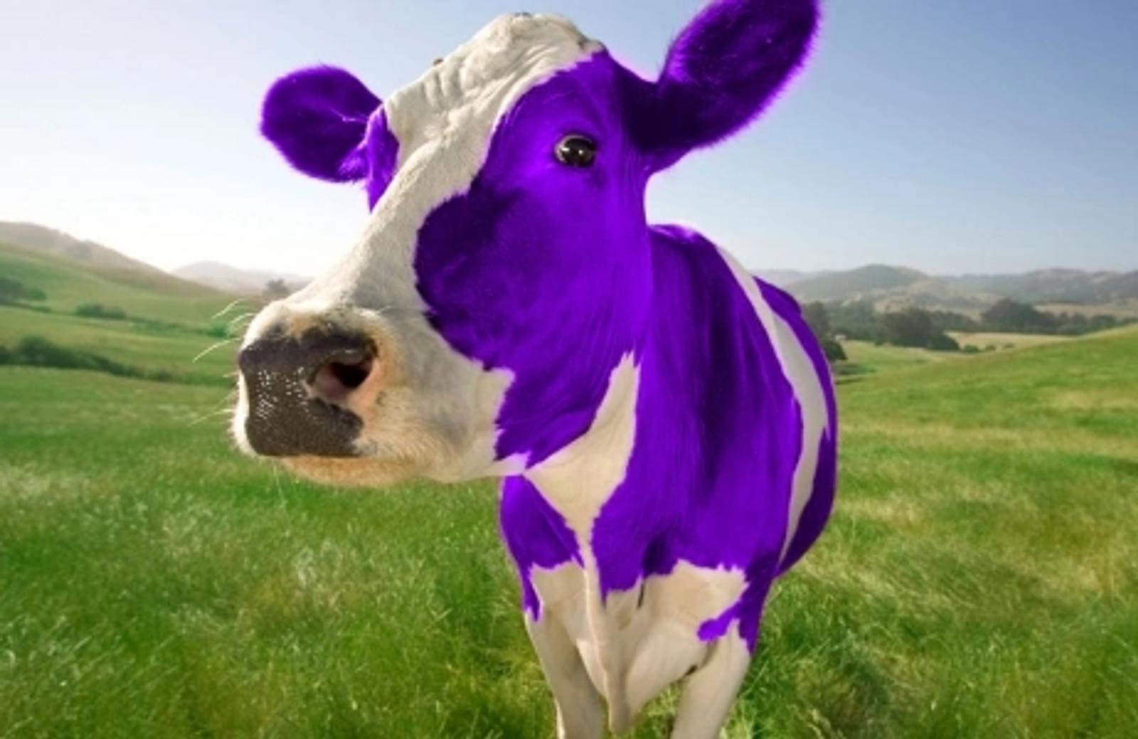 A purple and white cow stands in a green pasture, representing Dancing Pels distinctive creative approach to brand design.