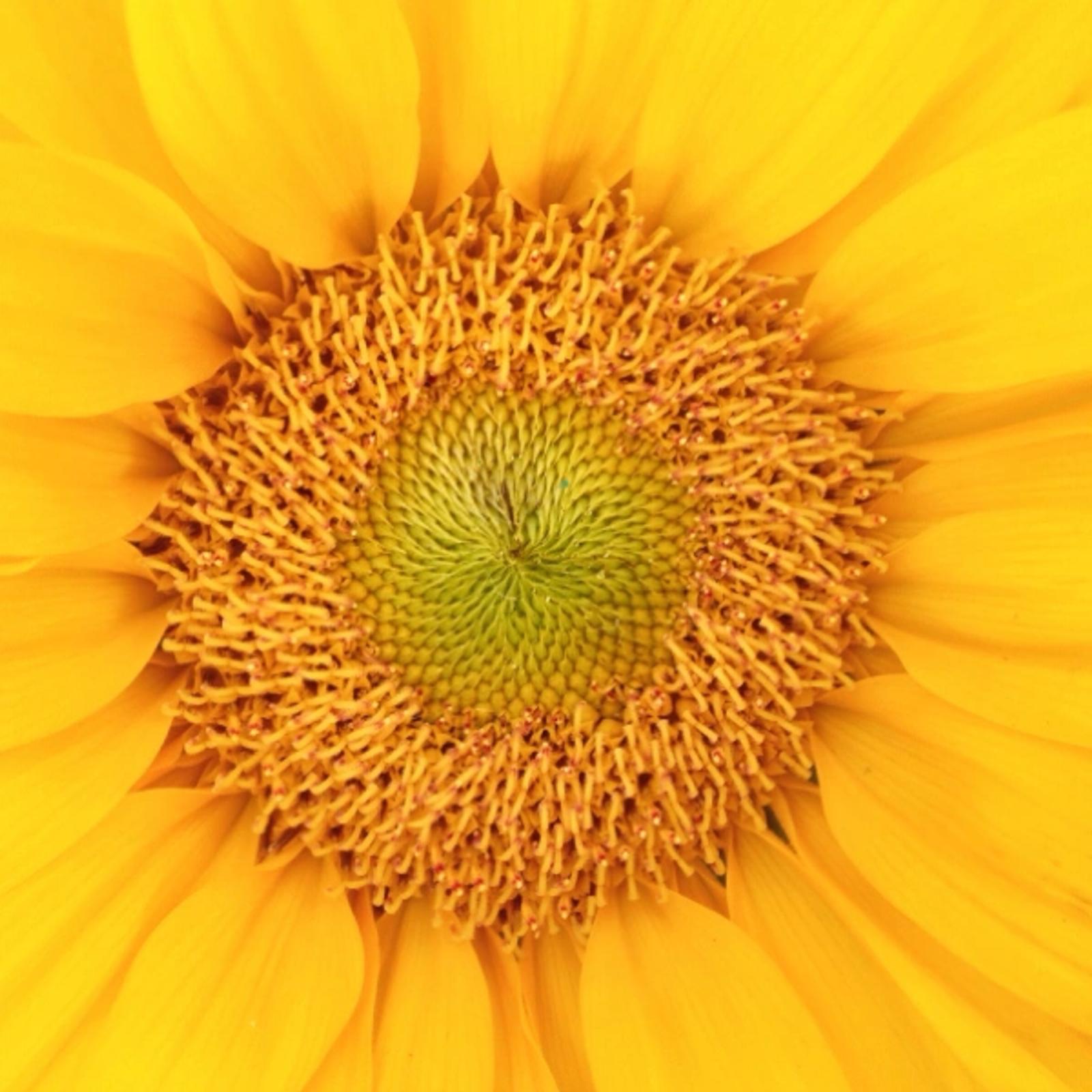 Close-up of a sunflower's golden petals radiating from a detailed green and yellow center, symbolizing growth and natural harmony.