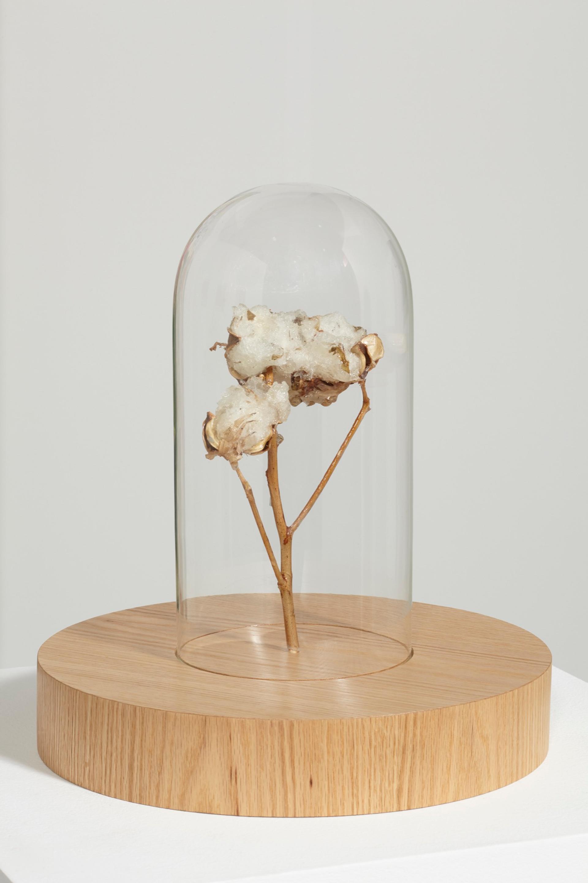 Aria Dean, 'Dead Zone (4),' 2019. Cotton branch, polyurethane, bell jar, wood, signal jammer. Image courtesy the artist and Château Shatto, Los Angeles. Photo: Joshua Schaedel.