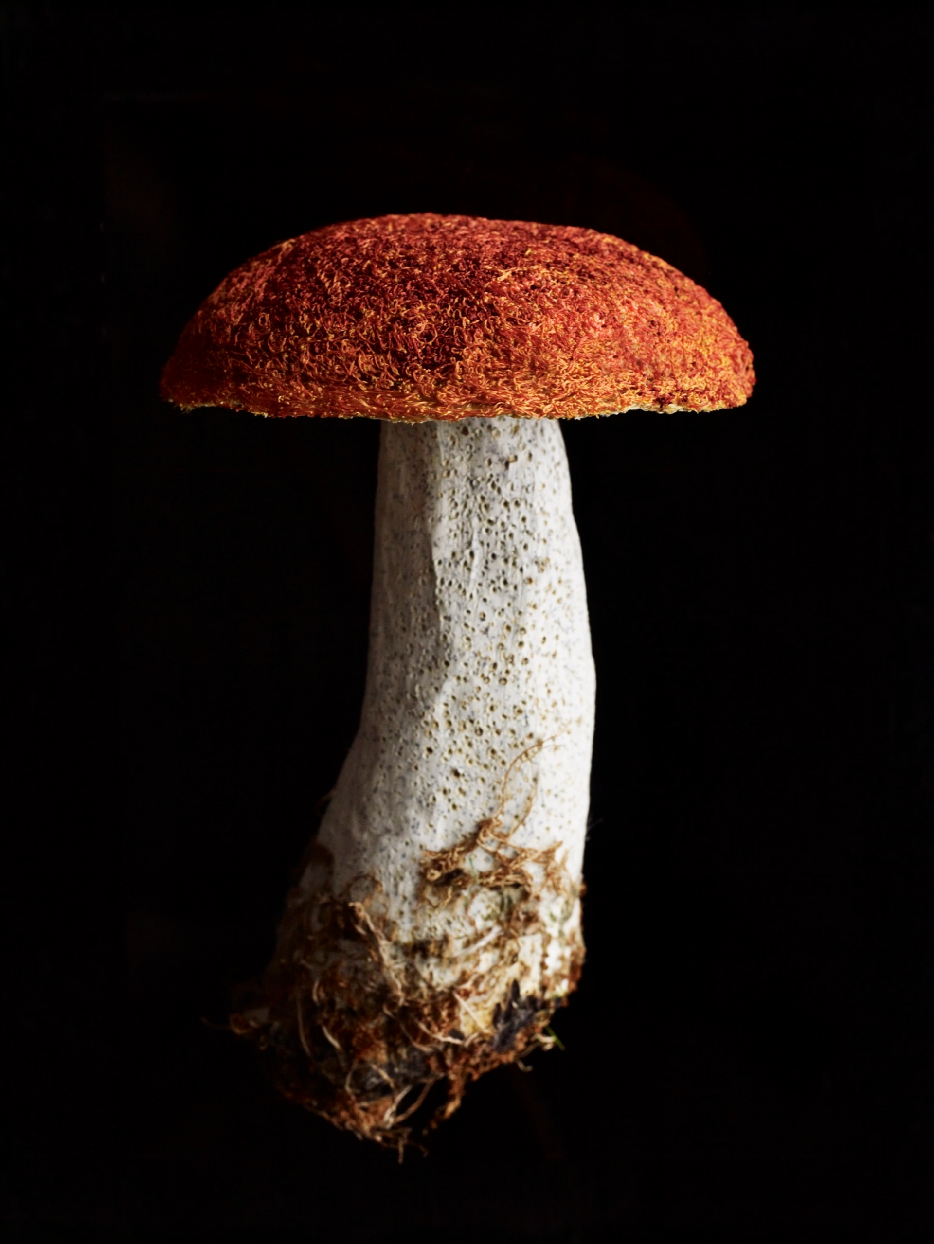 Amanda Cobbett, "Fungi"