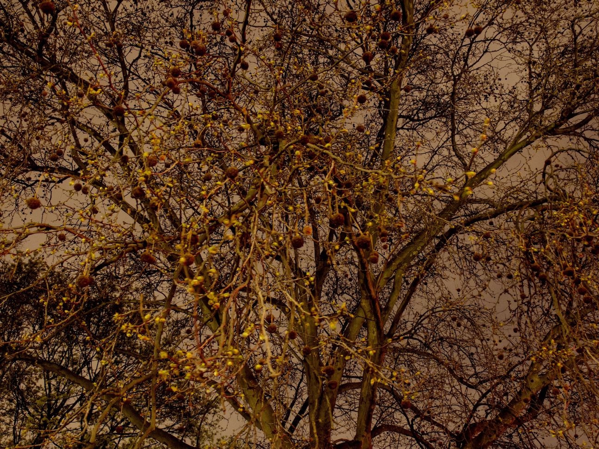 "You can see that the bark has a camouflage pattern. It’s a plantane tree. This is the same tree they have in Rome and Paris – cities where this process of displacement has already taken place. It’s a universal city tree that symbolizes a universal theme."