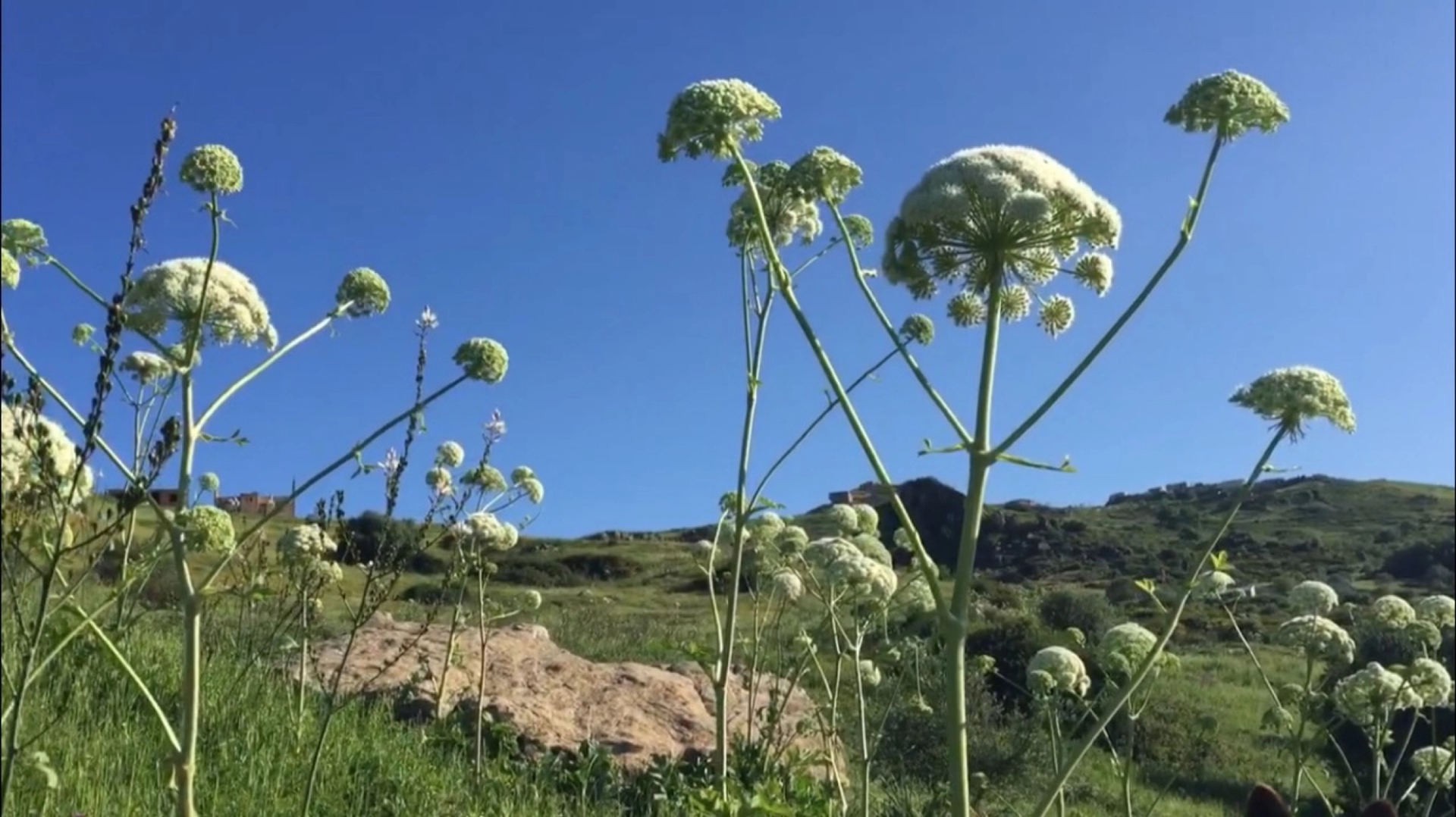 Lydia Ourahmane, Walk in the Fennel, 2020. Courtesy of the artist and Home Cooking