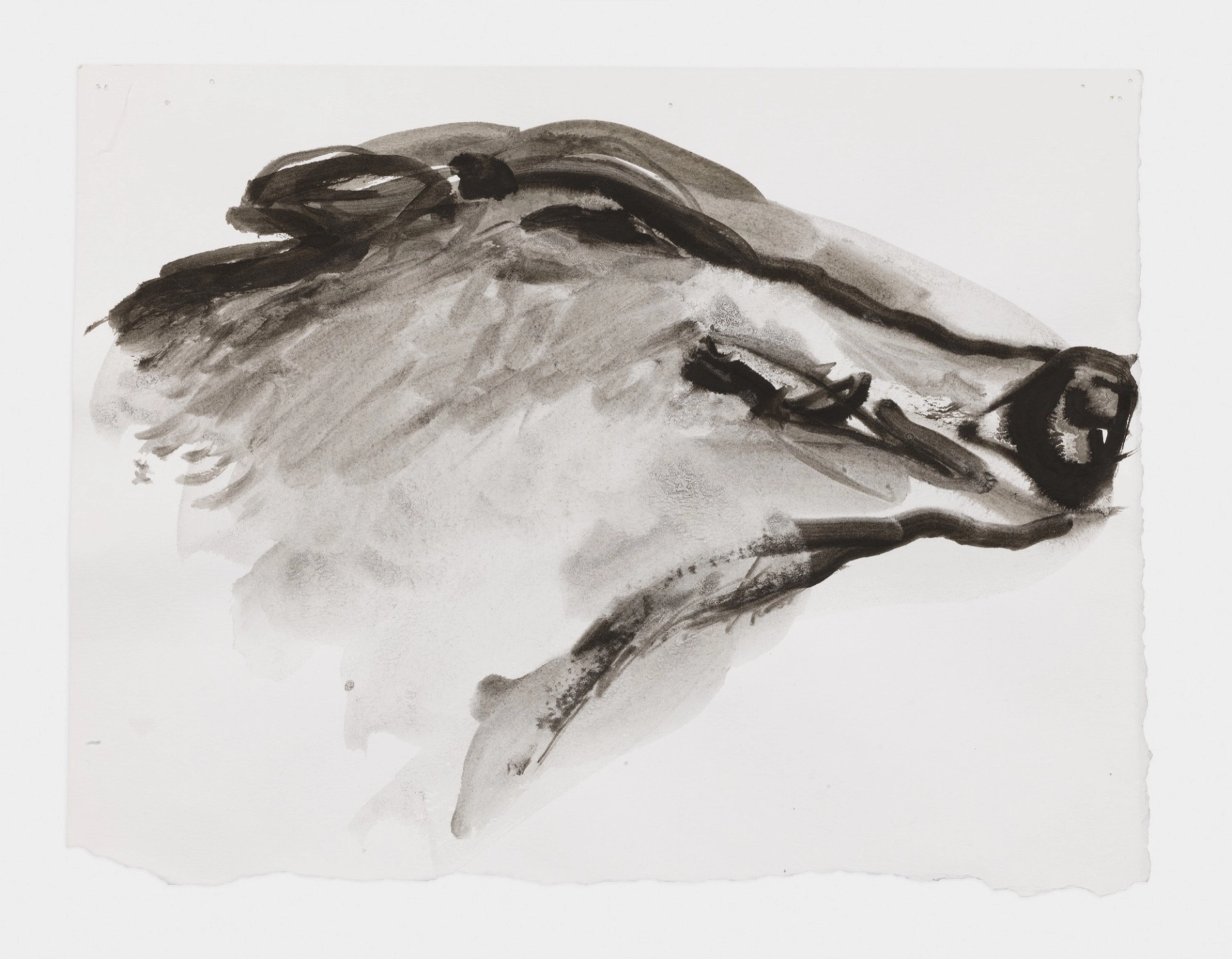 Marlene Dumas 'The boar smiles,' 2015-2016 Ink wash on paper Image courtesy of David Zwirner