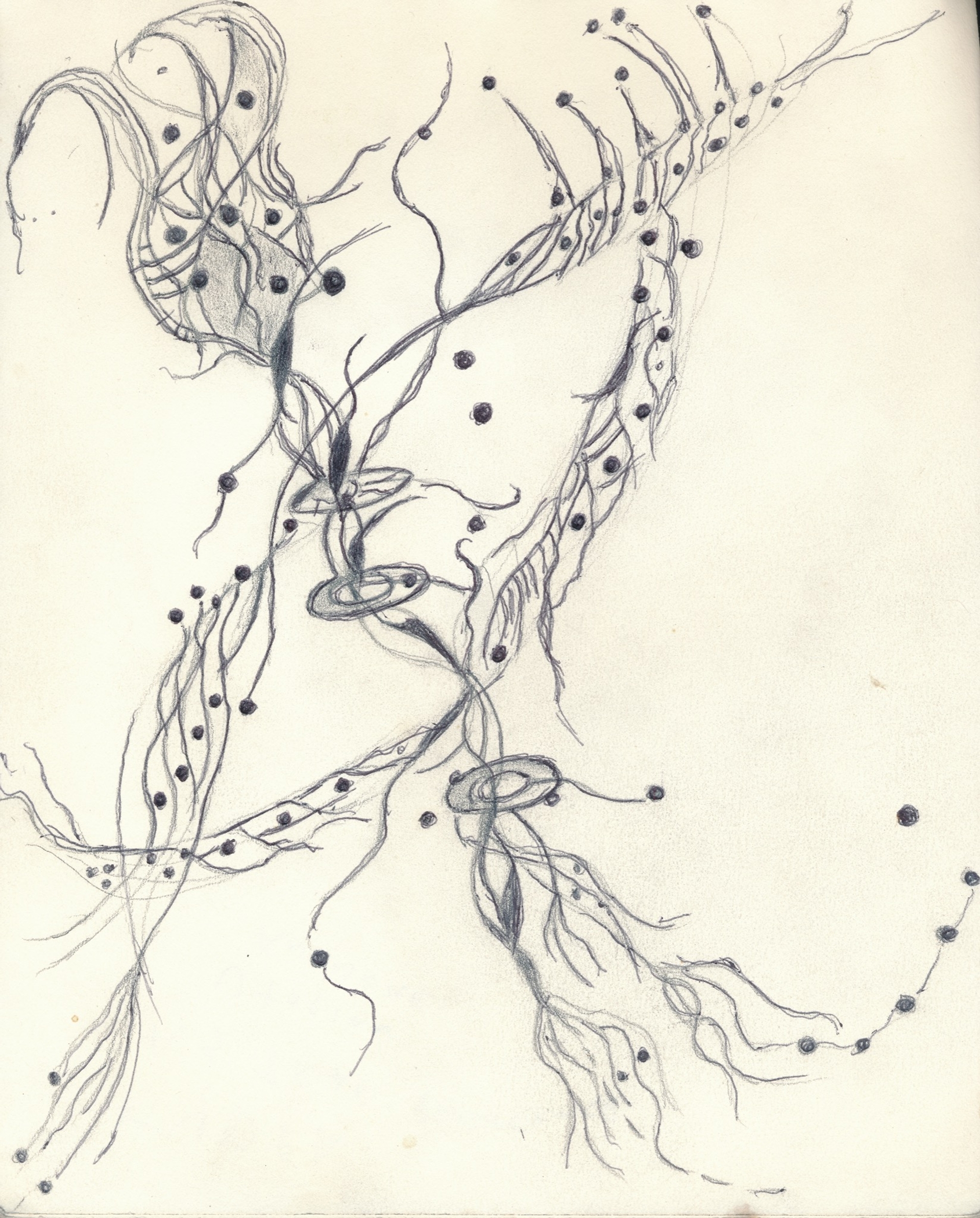 Will Alexander, Hydra as Utopian Anenome, 2021. Courtesy of the artist
