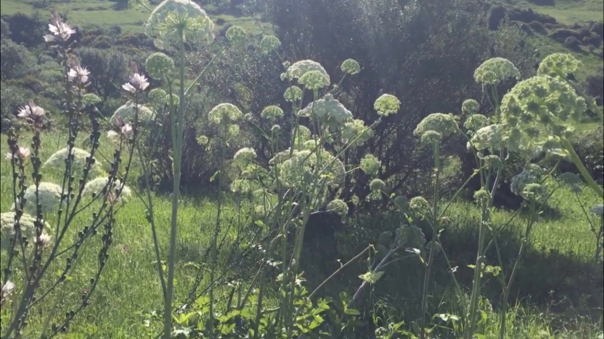 Lydia Ourahmane, Walk in the Fennel, 2020. Courtesy of the artist and Home Cooking