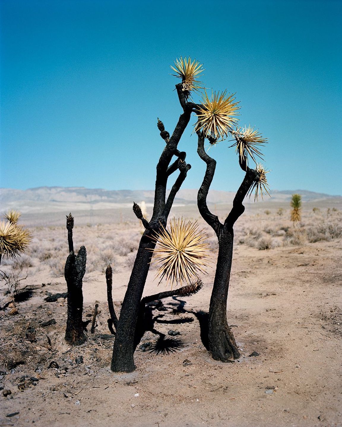 洋書 GREGORY HALPERN Ensemble – Gregory Halpern — ZZYZX