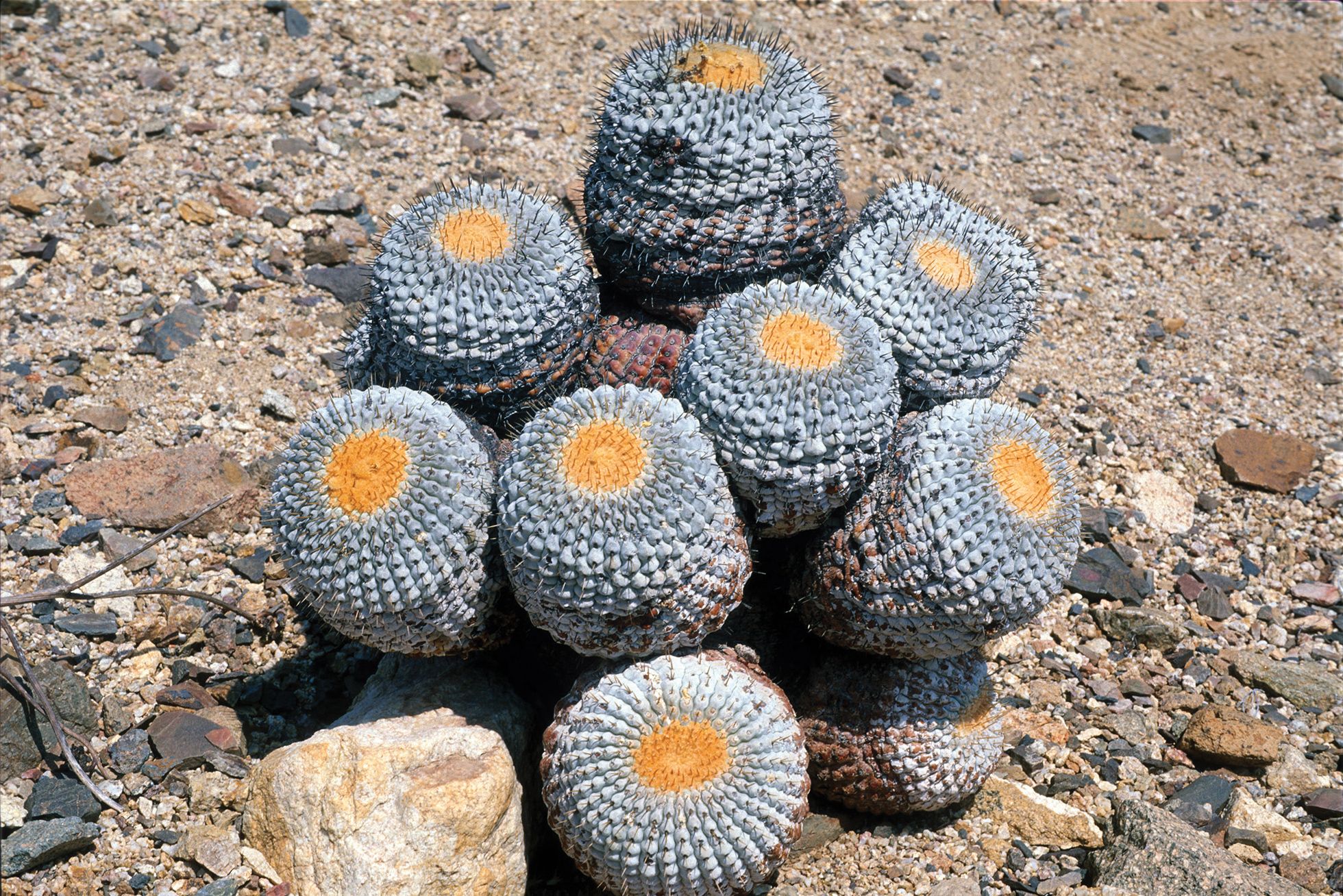 Cactus Store Collective: Happy Plants, Happy Life