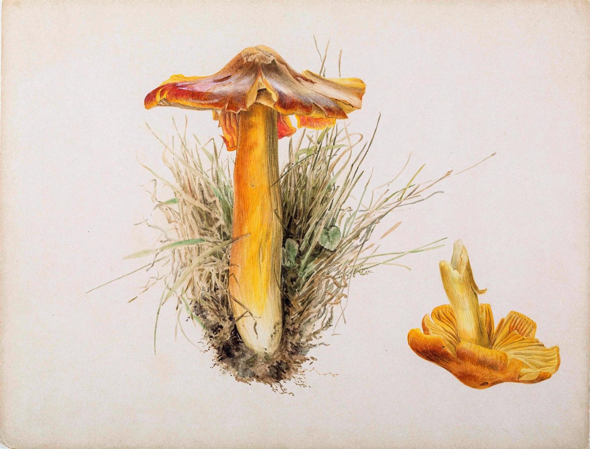 Beatrix Potter, Hygrophorus Puniceus, pencil and watercolor, 1894.