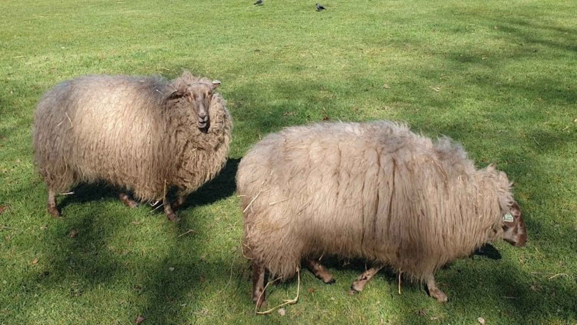 @ethicistforhire, March 22, 2020 "I tried to tell the sheep that they were not staying socially distant from each other, but they just wouldn't listen. Guess this must be how Nietzsche felt..."