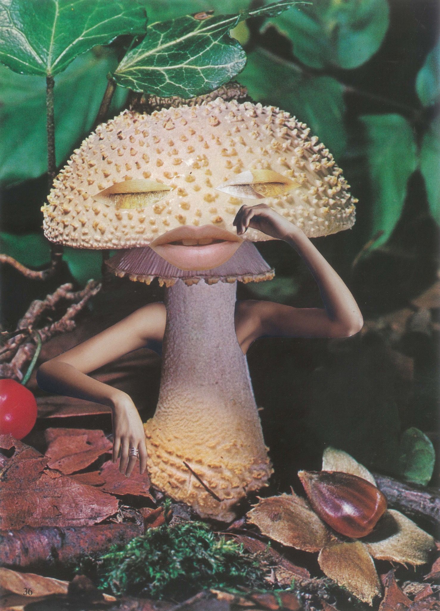 Golden Teachers: Can Mushrooms Save the World?