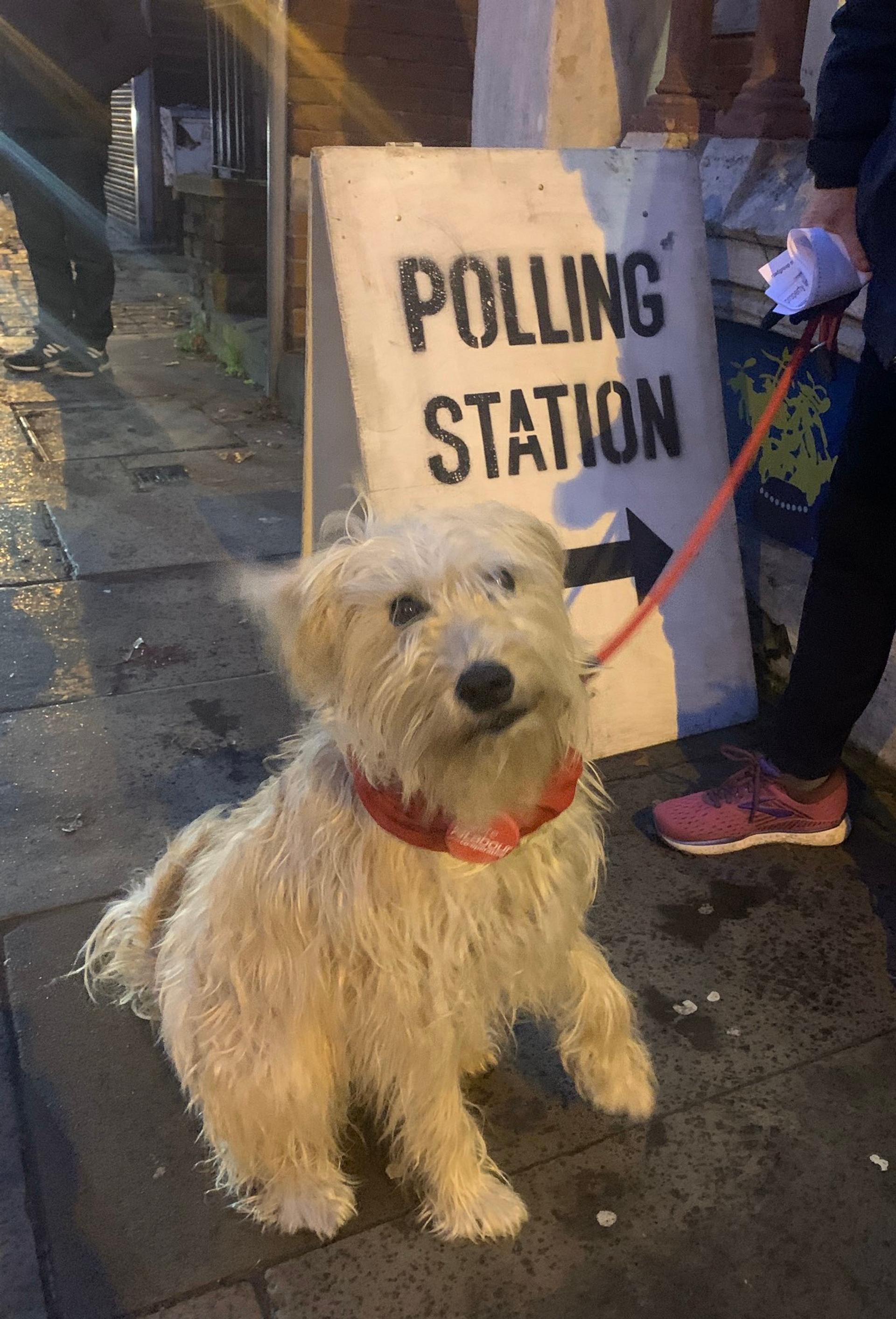 @paulmasonnews Dec 12 My dog is staunch Labour but asks you to vote tactically in the places we can't win - to keep Johnson out #dogsatpollingstations