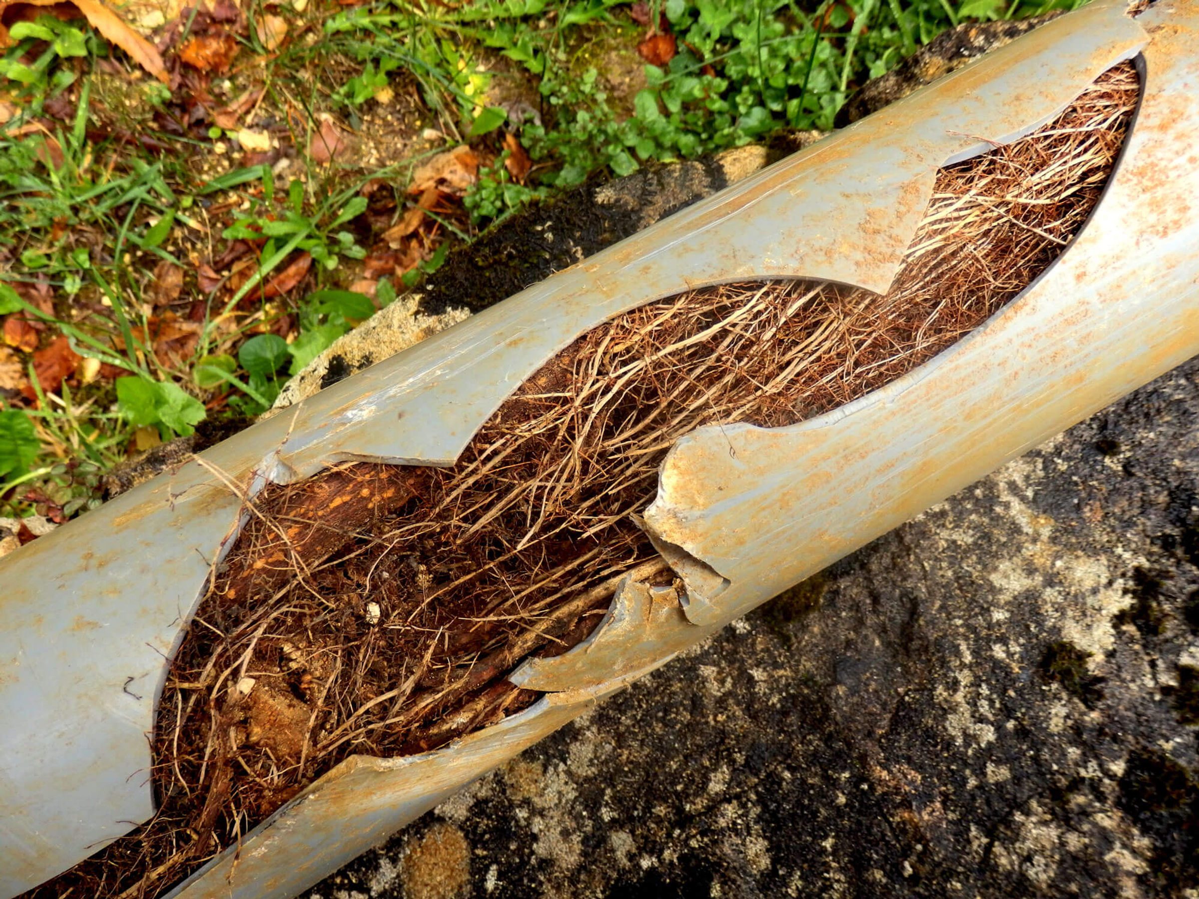 Tree roots blocking and damaging an underground drainage pipe