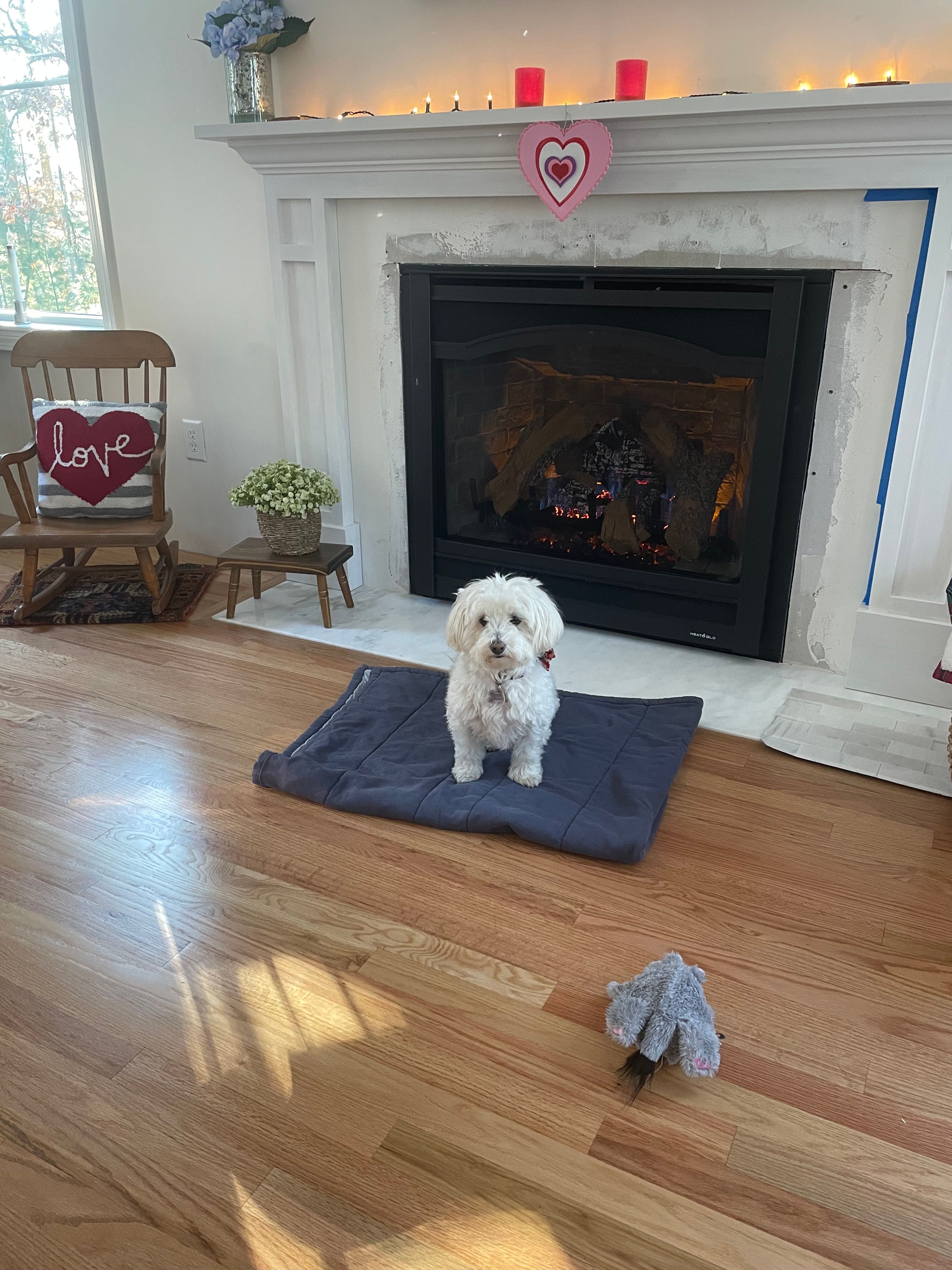 Small dog in front of fire place