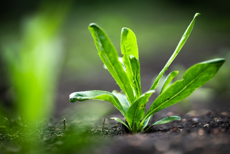 Young hyperaccumulator plant emerging from the soil in the field