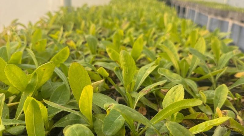 Nursery image of genomines plants