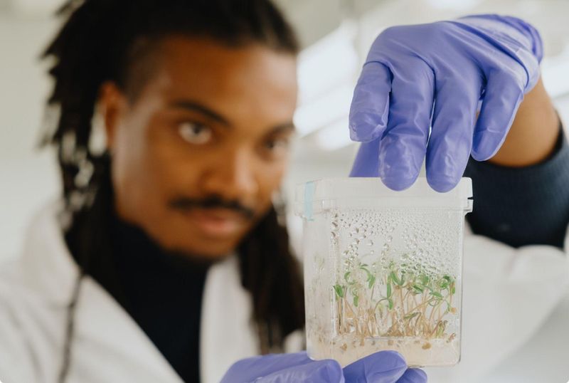 Genomines scientist inspecting tissue-cultured hyperaccumulator plantlets in the lab