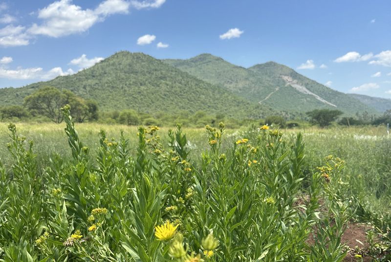 Field of hyperaccumulator plants in bloom with mountains in the background