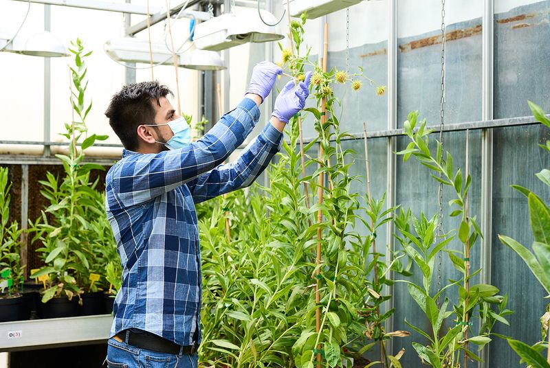 Genomines researcher tending to flowering hyperaccumulator plants in the greenhouse