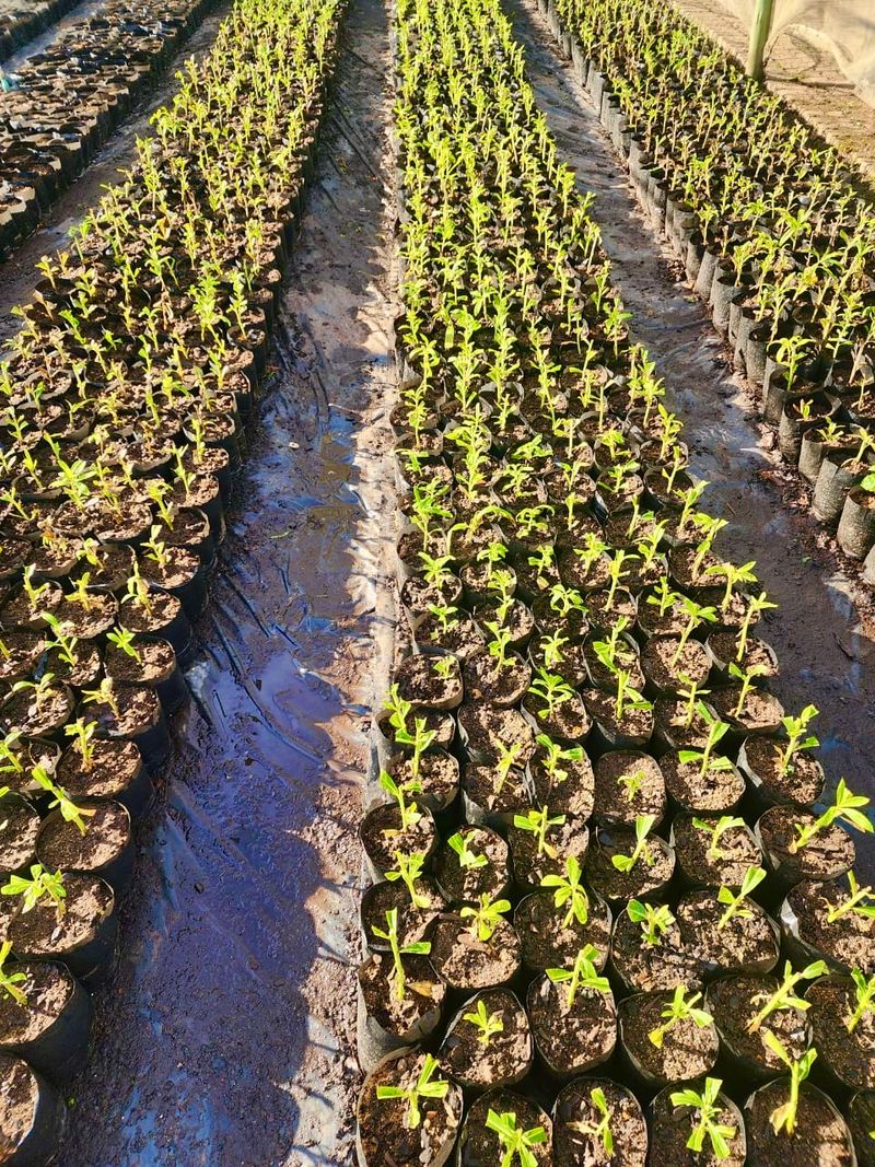 Young plants growing in nursery