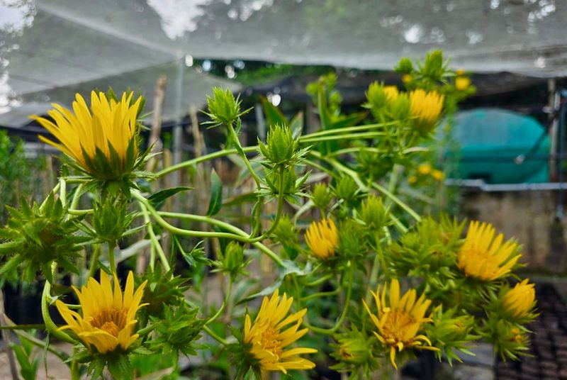 Hyperaccumulator plants in bloom under shade netting