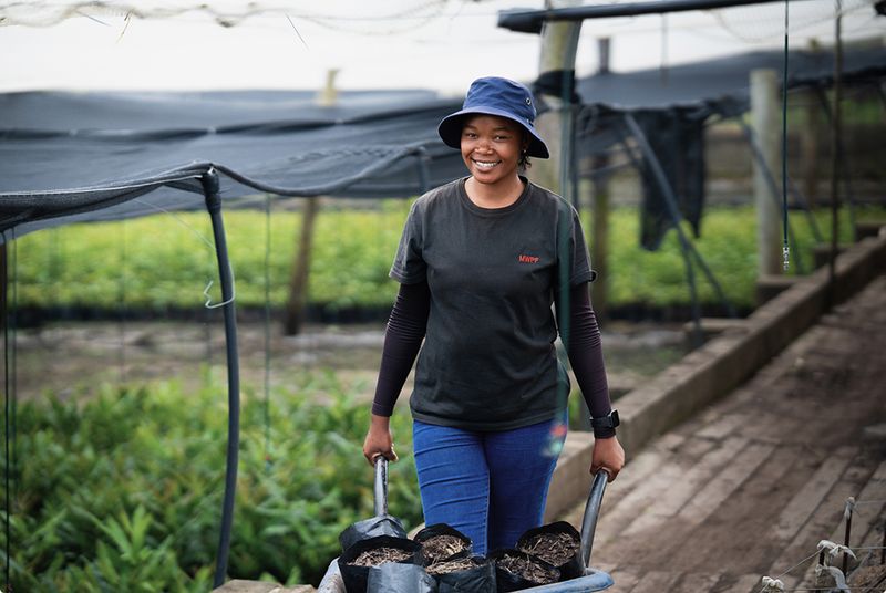 Farm worker smiling while harvesting hyperaccumulator biomass in the field