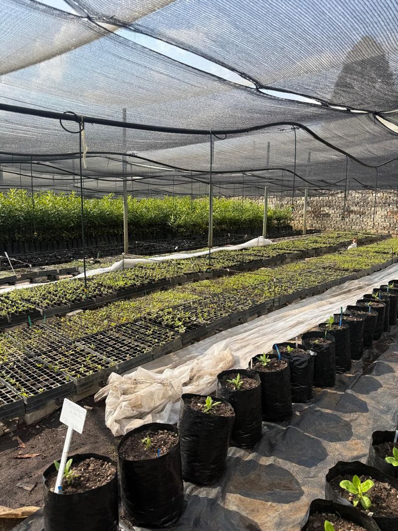 Nursery trials