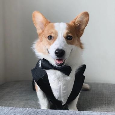 Black Notch Lapel Tuxedo