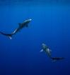 Picture of two sharks in the ocean.