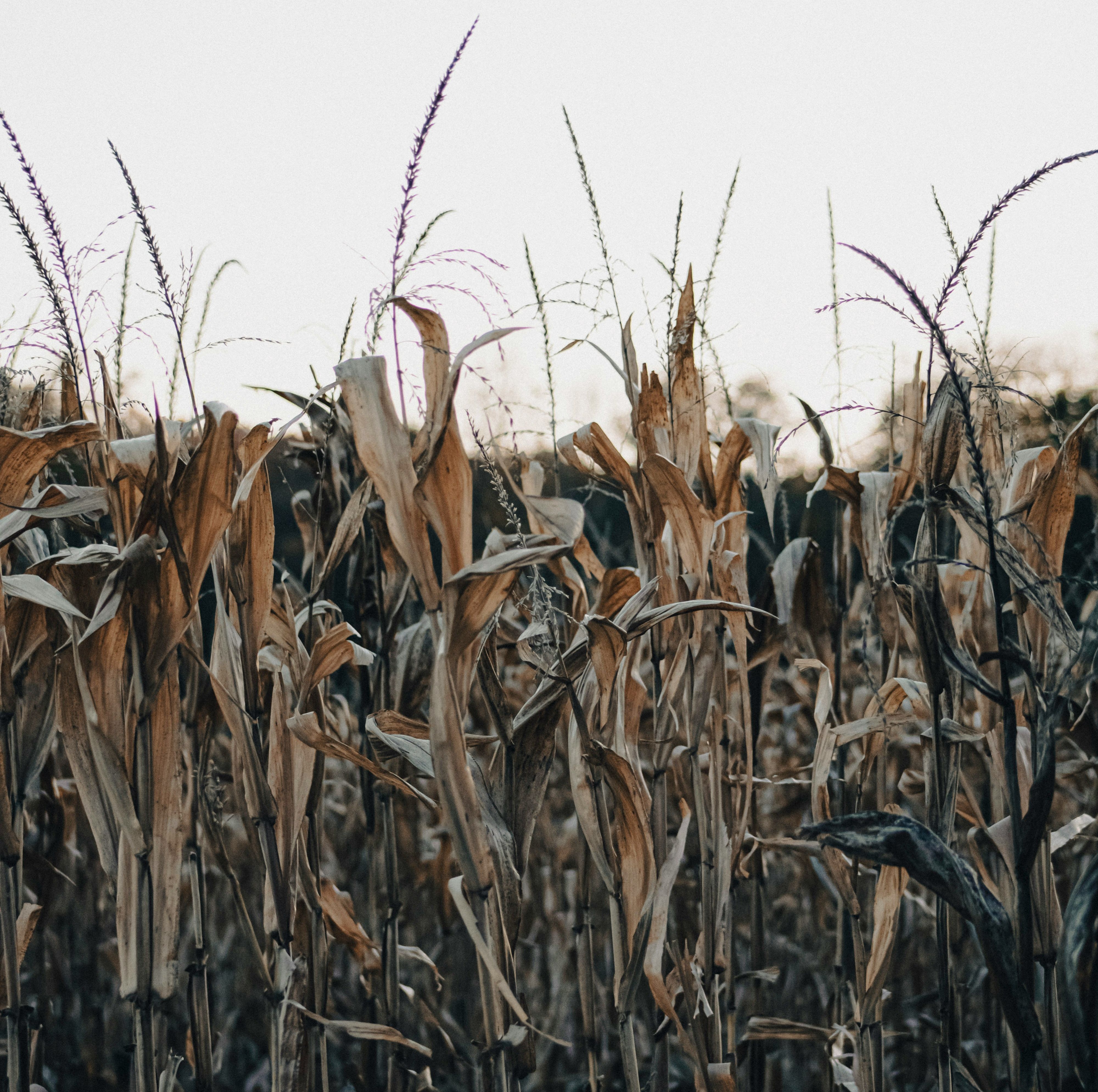 Destroyed crops