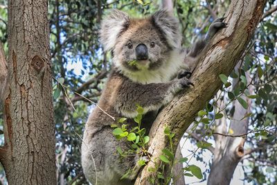 Photo of Koala Quiz