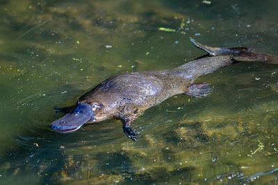 Photo of Platypus Quiz