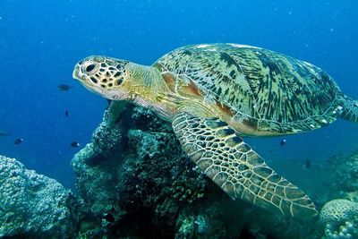 Photo of Turtle Quiz