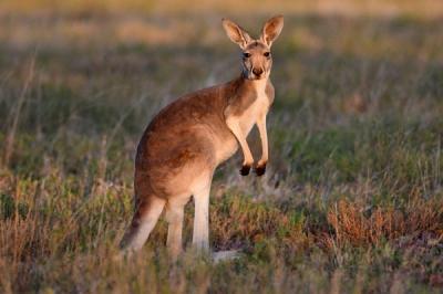 Photo of Kangaroo Quiz