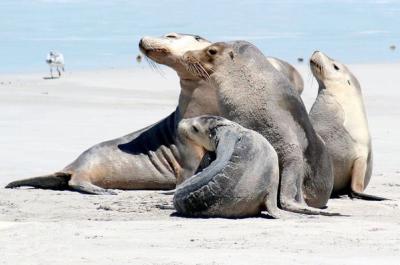 Photo of Sea Lion Quiz