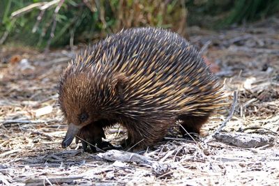 Photo of Echidna Quiz