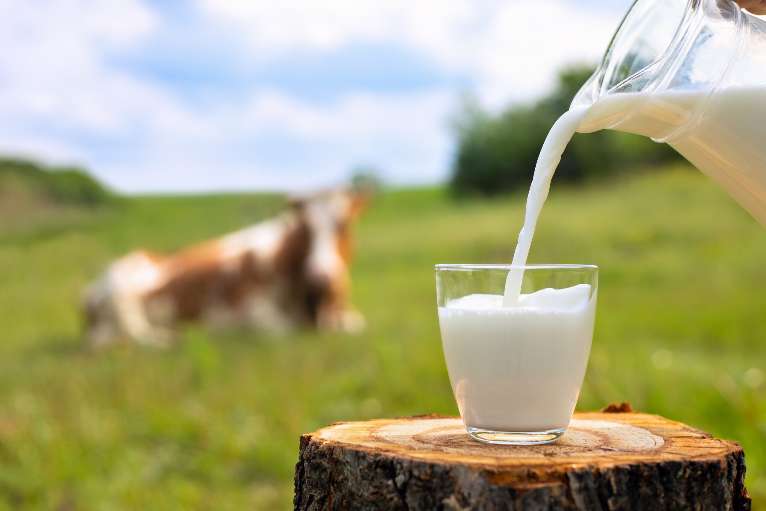 dairy intake adult and senior health