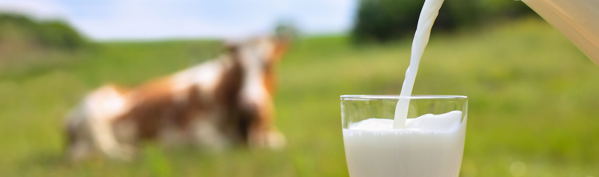 dairy intake adult and senior health