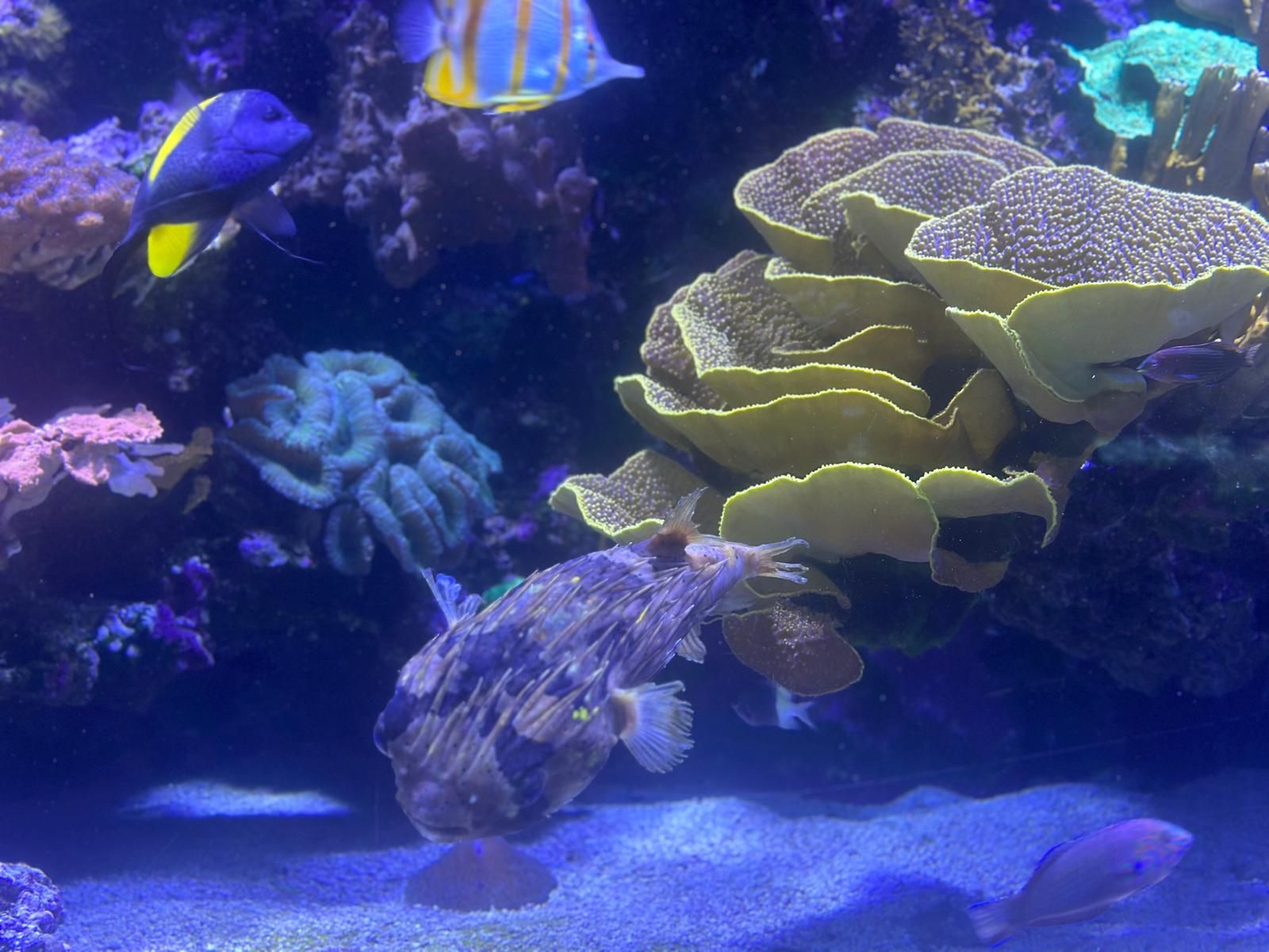 Akwarium z rybami w Oceanarium w Monako