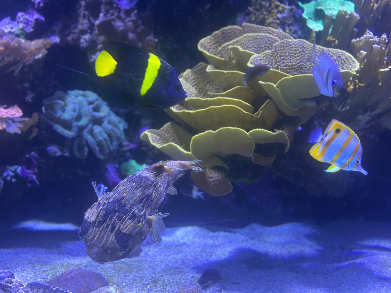 Czarno - żółta ryba w muzeum Oceanarium