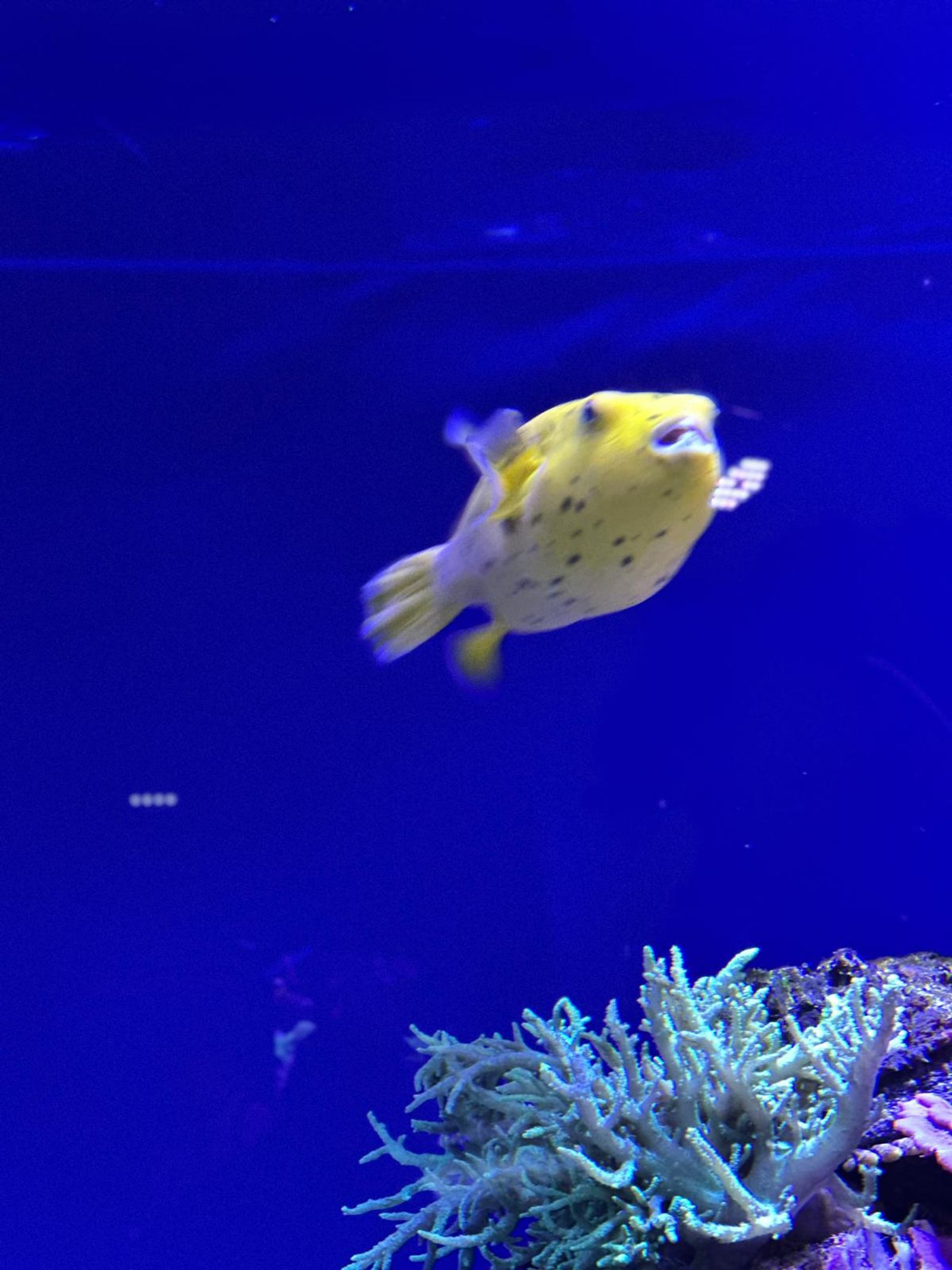 Muzeum Oceanarium w Księstwie Monako - ogromna ryba