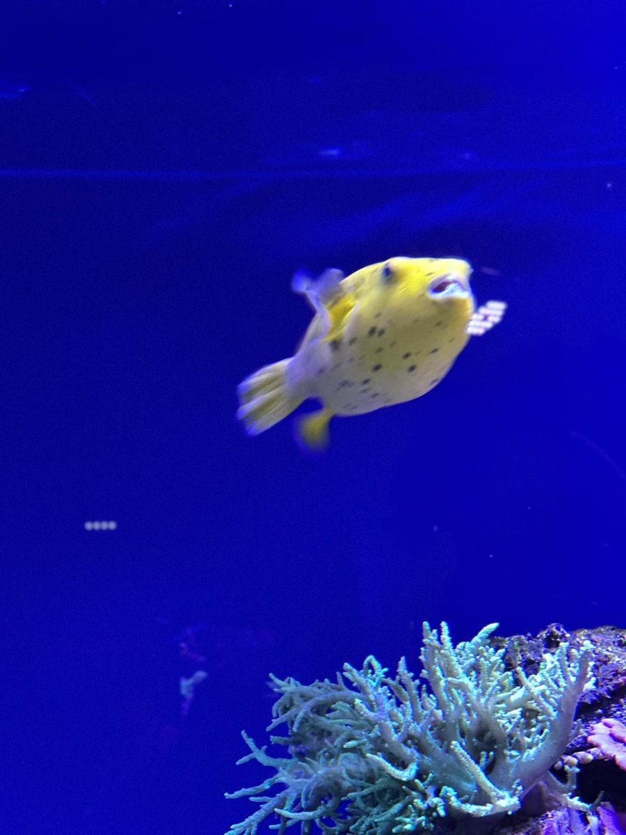 Muzeum Oceanarium w Księstwie Monako - ogromna ryba