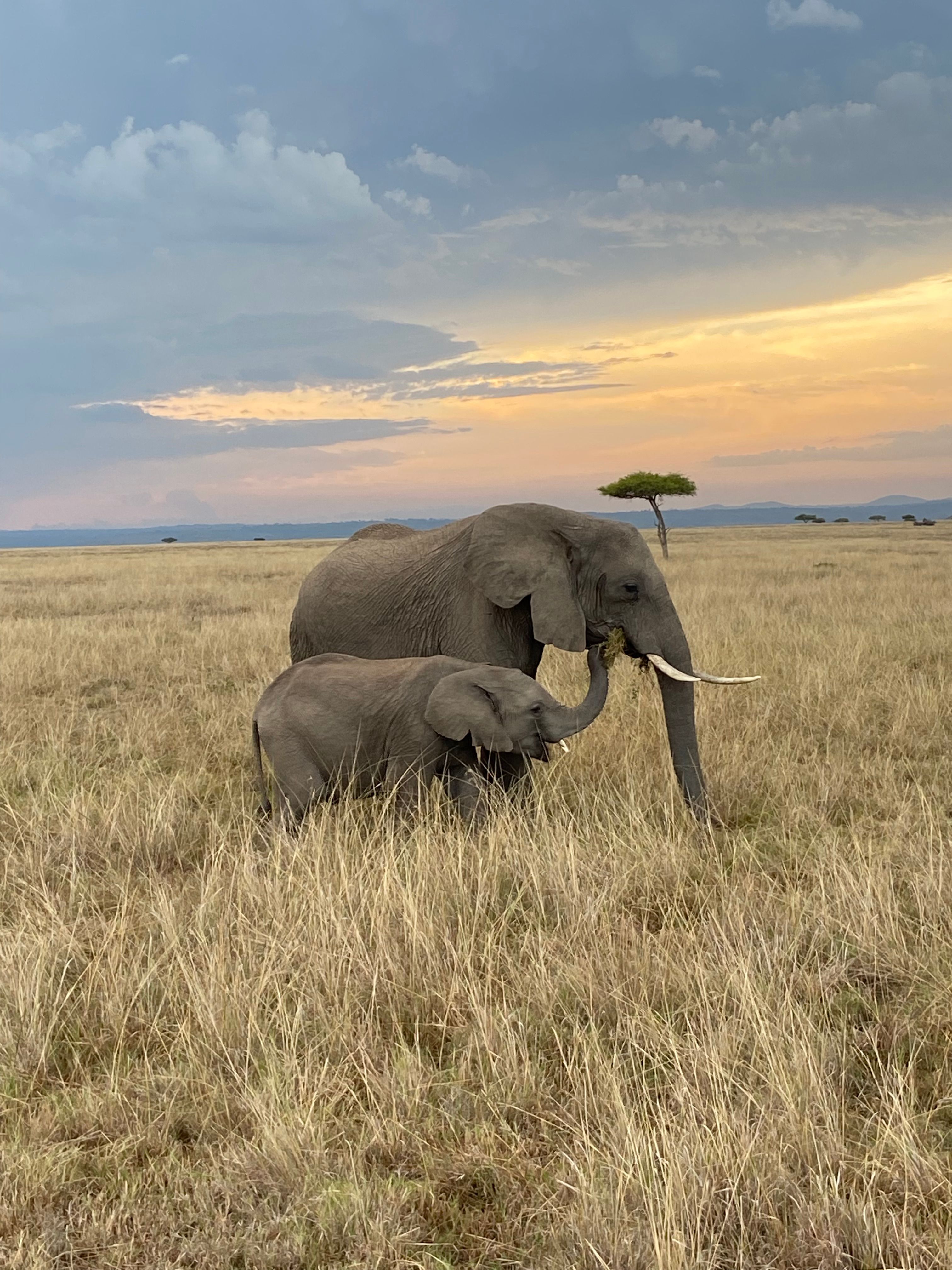 Wildlife Corridors Report