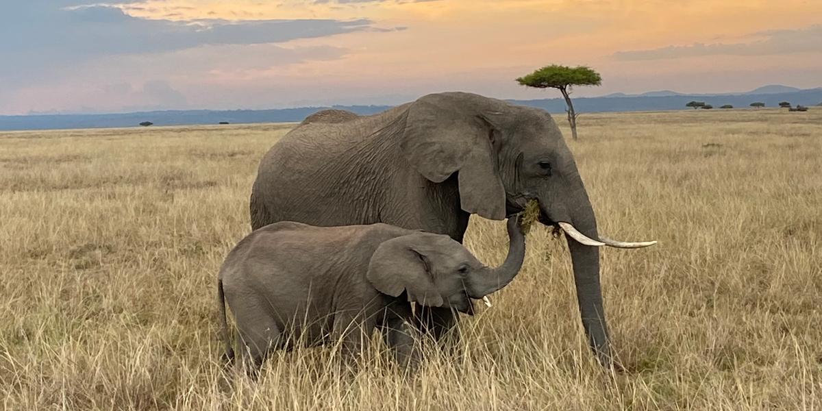 Wildlife Corridors Report