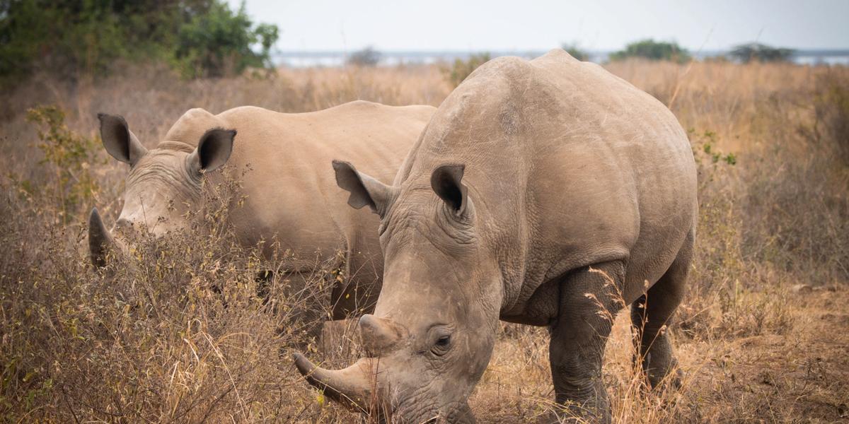 Nairobi National Park Roundtable (NNP)