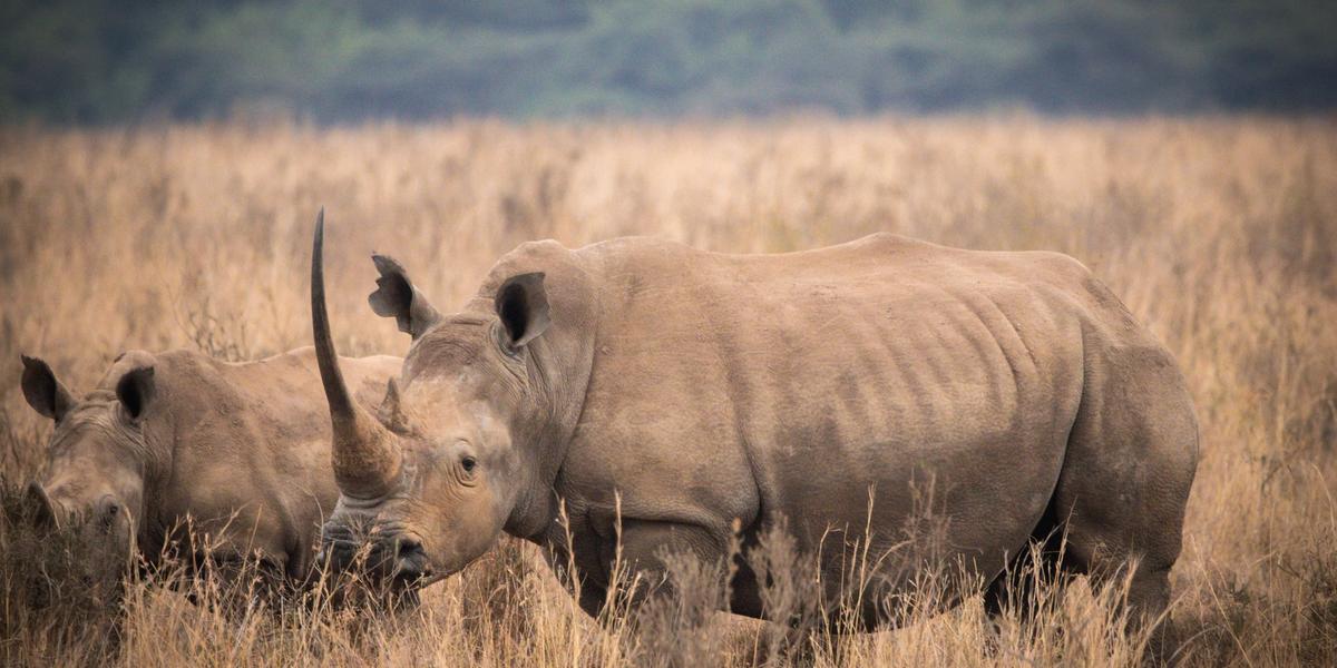 Reimagining conservation in Kenya: Why foresight matters