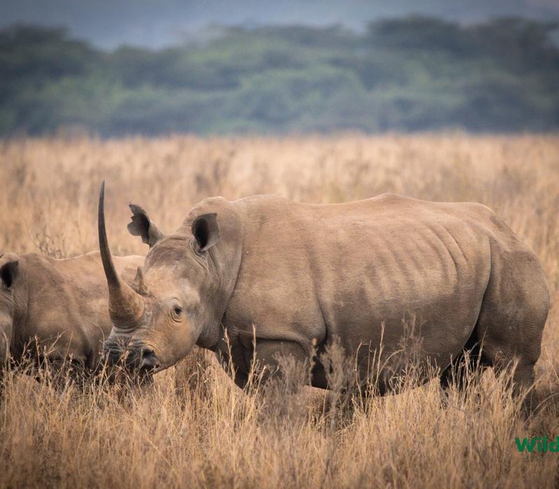 Reimagining conservation in Kenya: Why foresight matters
