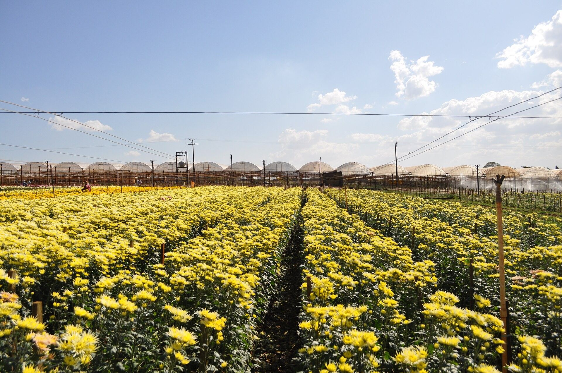 Campo de flores amarelas em Holambra, São Paulo - Concurso Prefeitura de Holambra