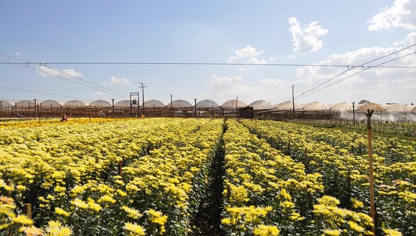 Campo de flores amarelas em Holambra, São Paulo - Concurso Prefeitura de Holambra