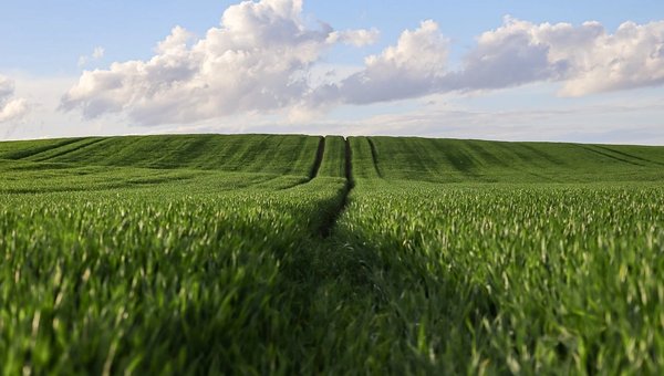 Concurso ADE-AL 2026: 44 vagas de fiscal agropecuário em Alagoas